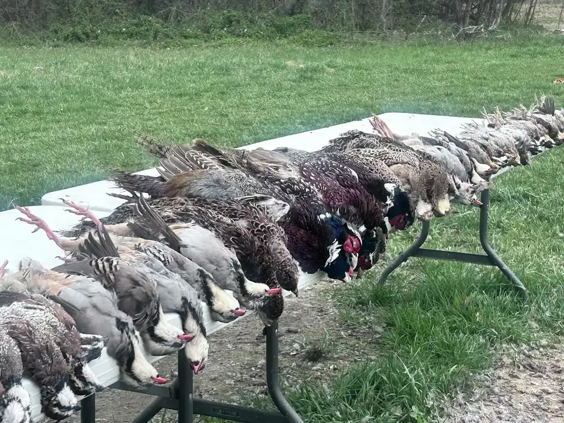 A long row of roosters at the end of the day