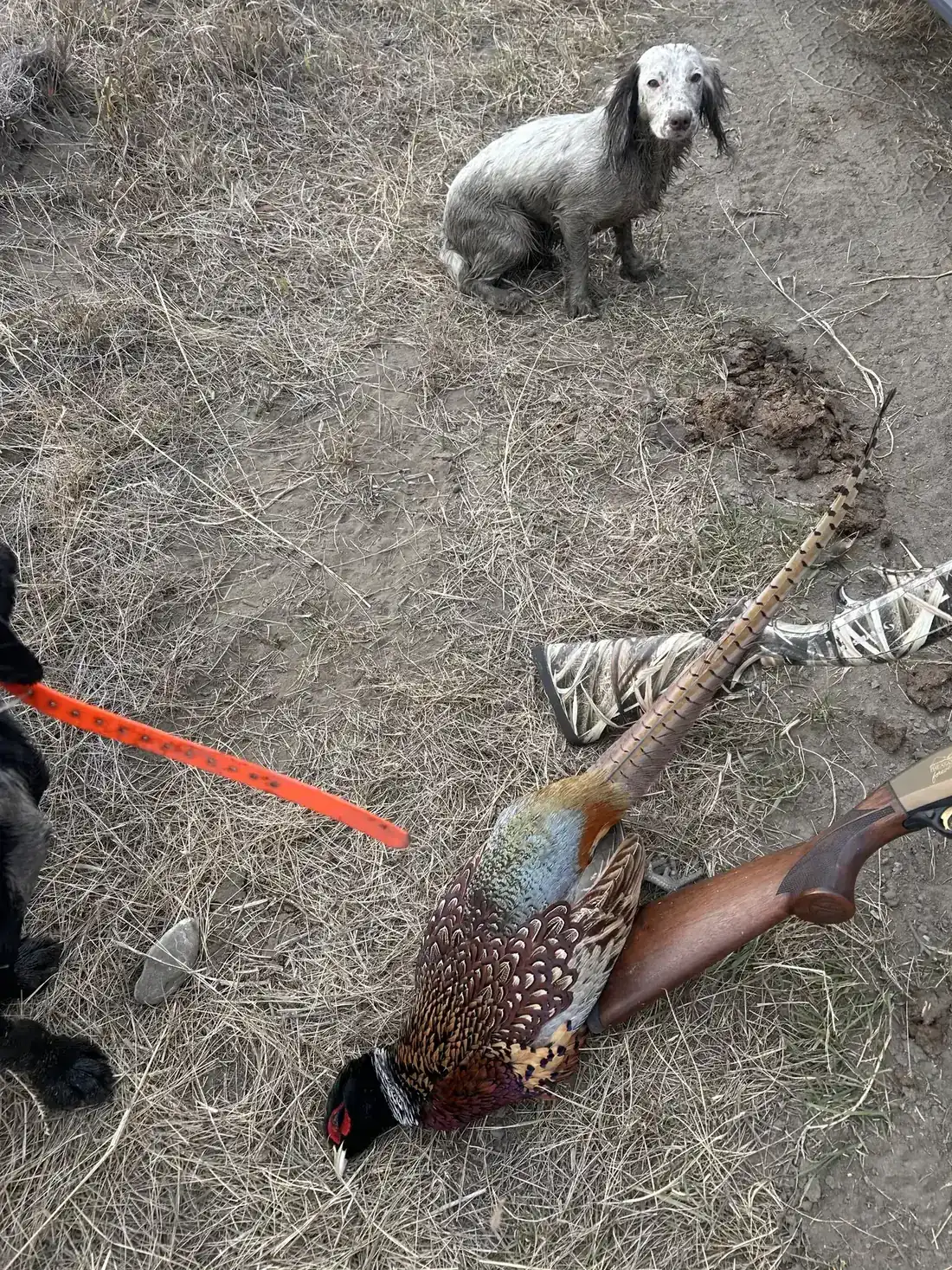 A clean retrieve on a rooster