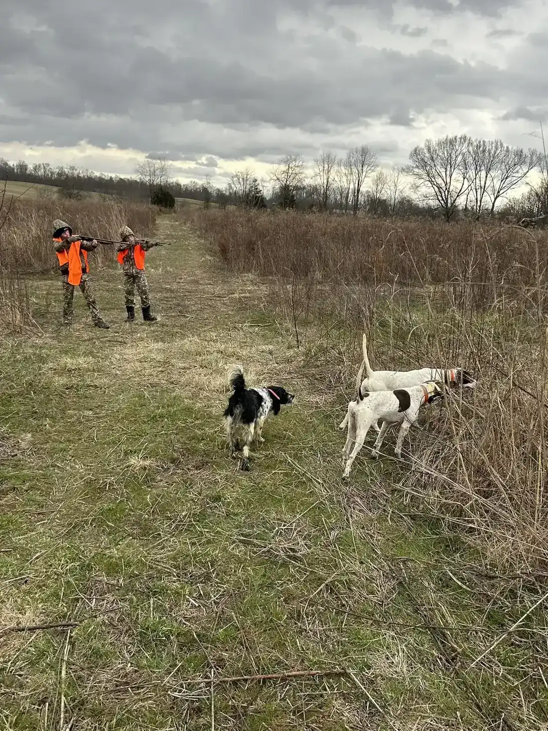 Walking the field behind the dogs