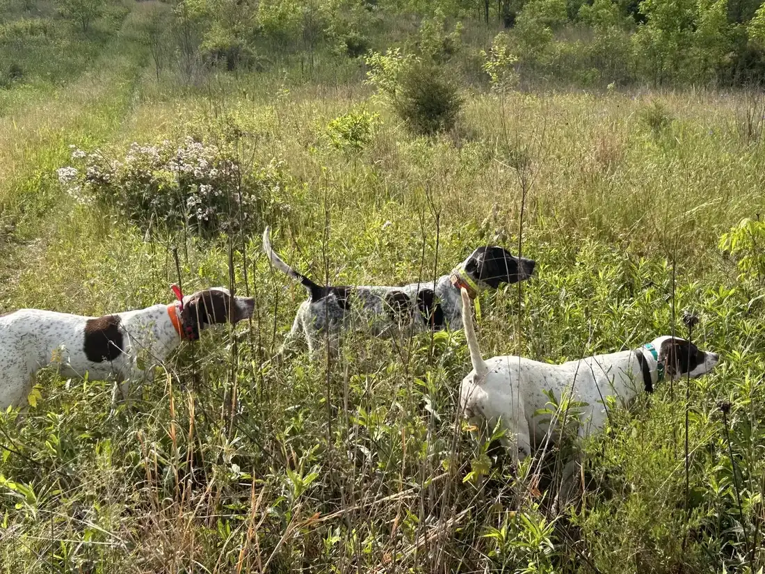 Gun dogs working the field