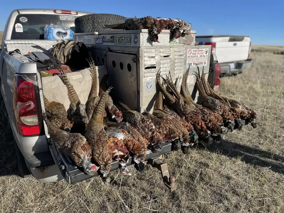 A heavy morning on the tailgate