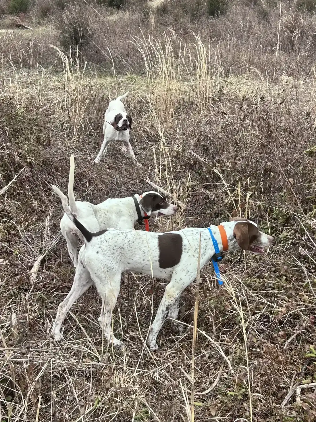 A pointer locked up solid