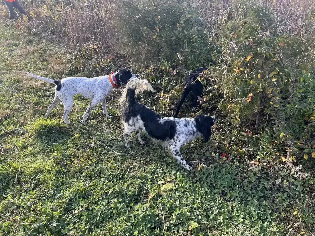 Two dogs honouring a point