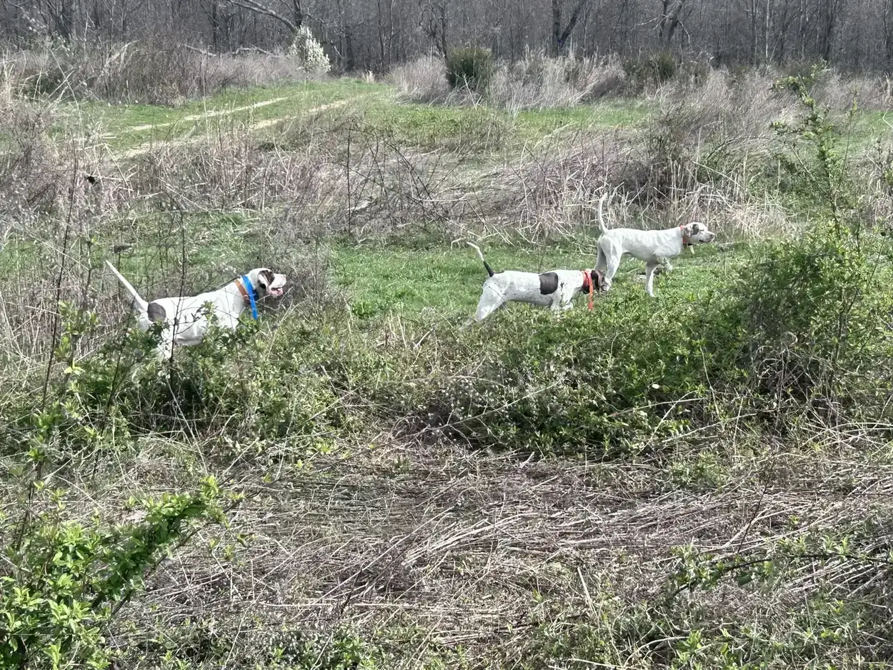Pointing dogs on point during an upland bird hunt