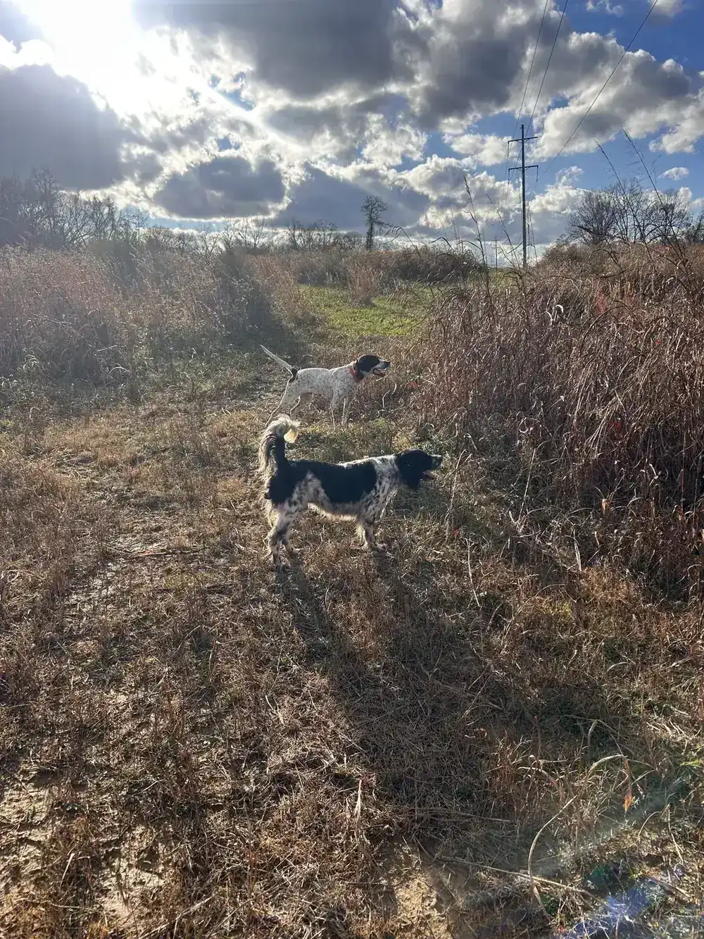 Gun dog working tall cover