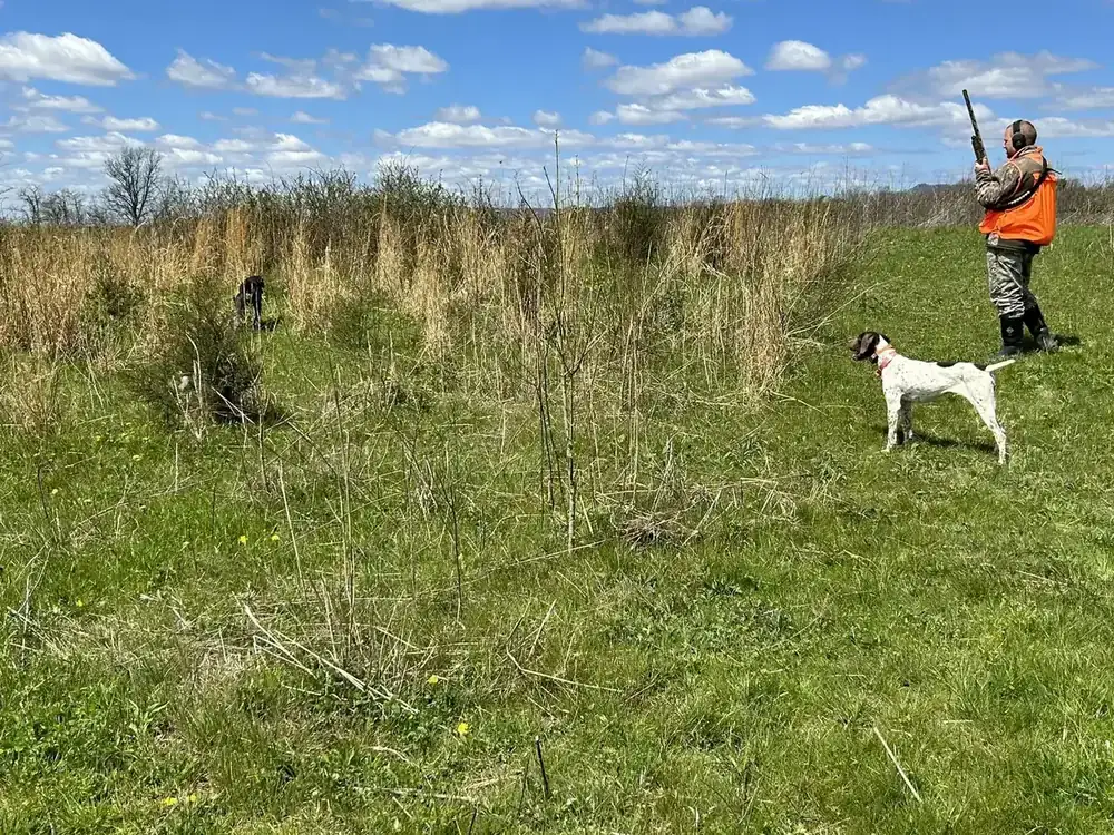 Pointing dogs working the field