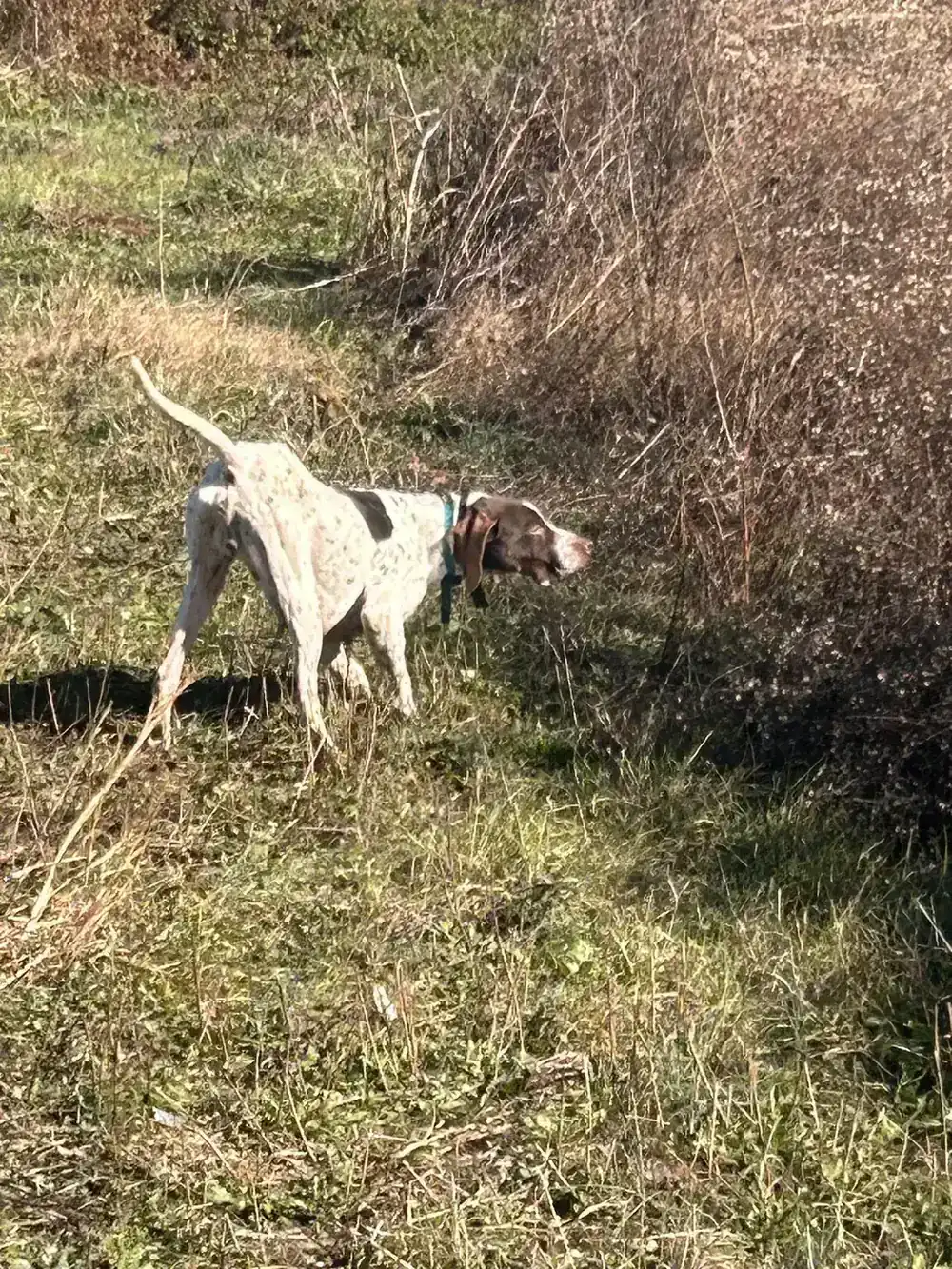 A pointer locked up solid on a bird