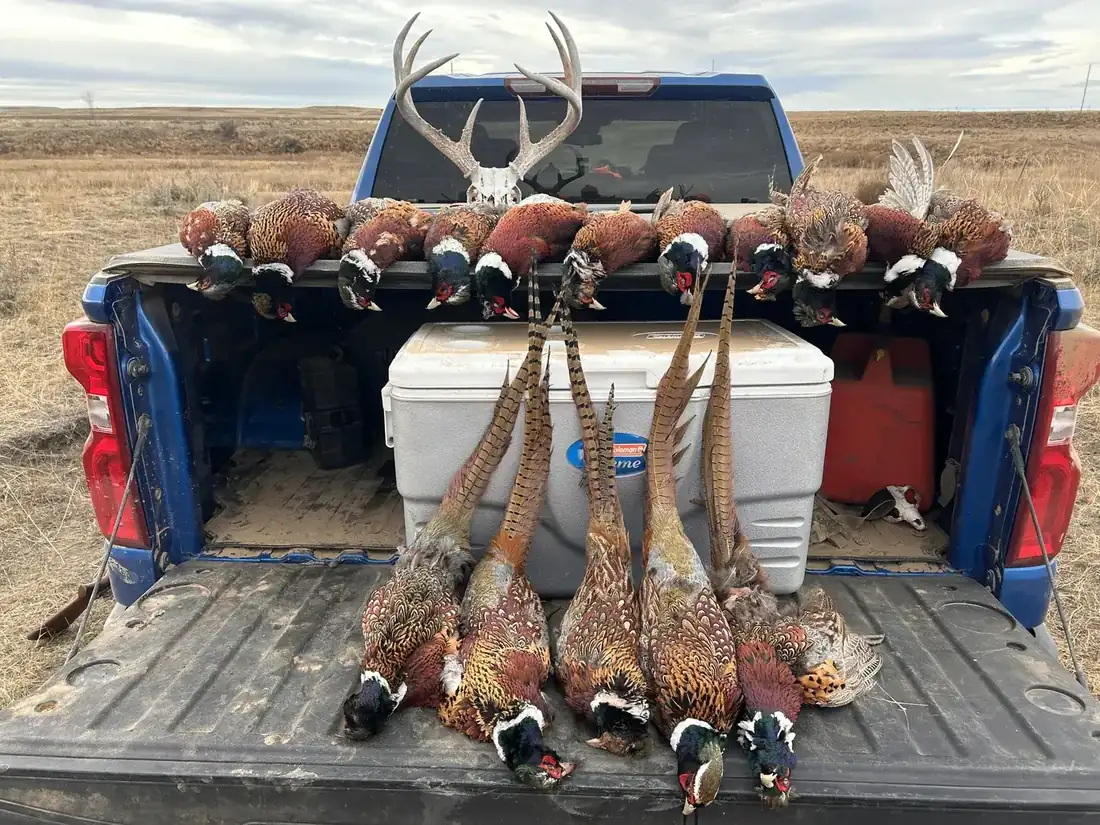 Pheasant harvest on the tailgate