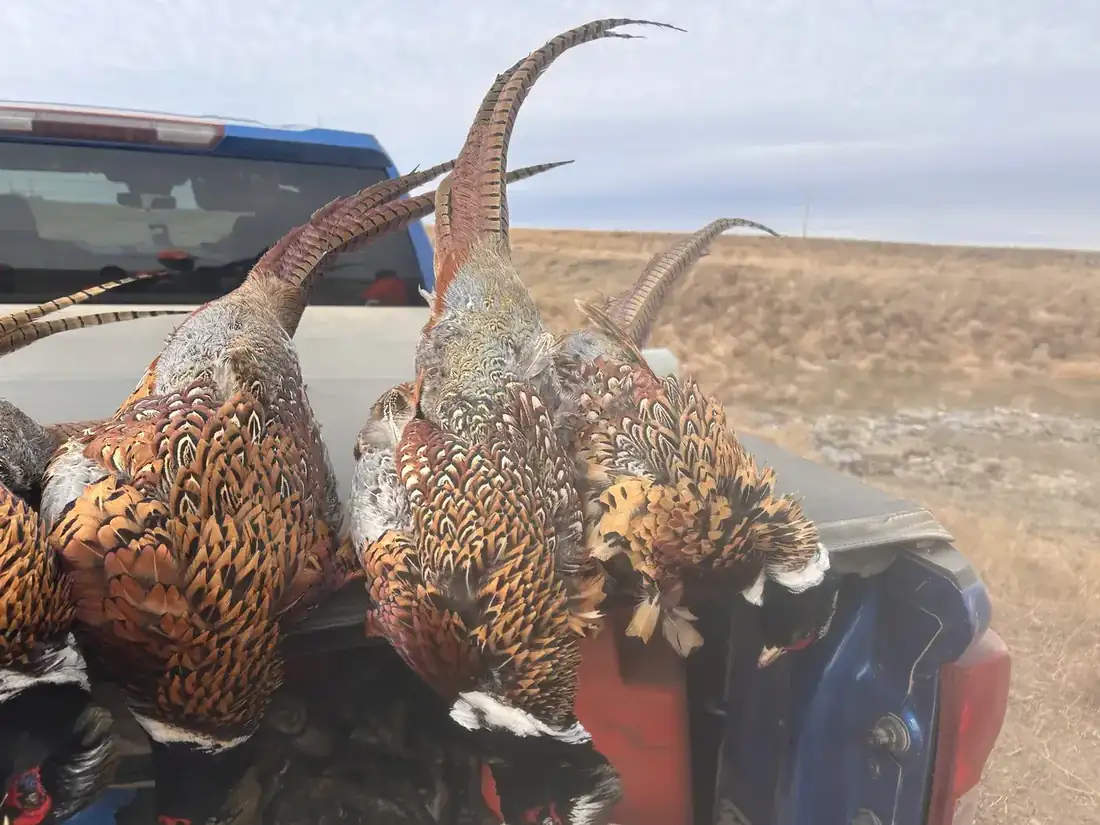 A morning's pheasant harvest