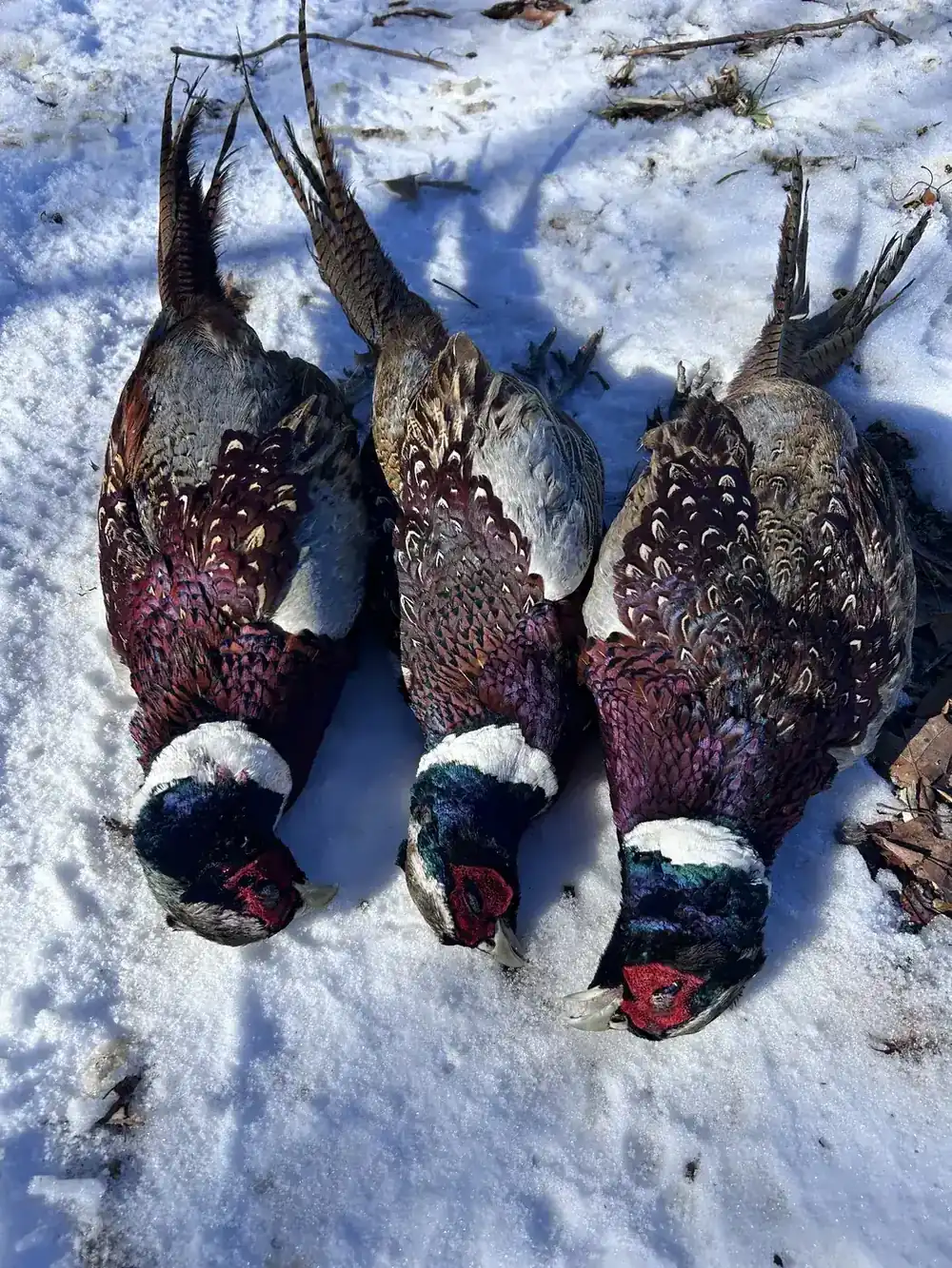 Pheasant harvest in the snow