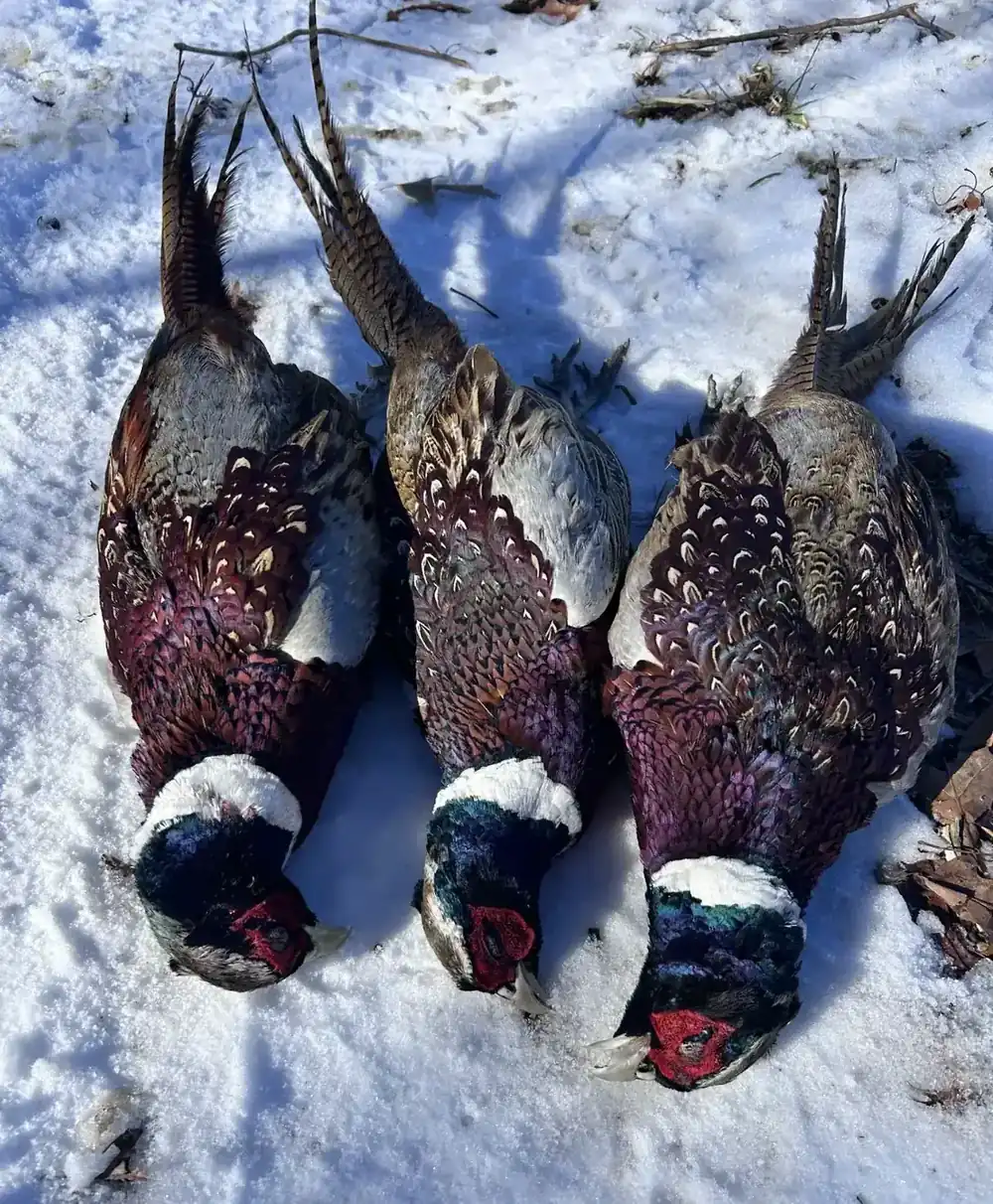 Three roosters in the snow after a morning at R&D