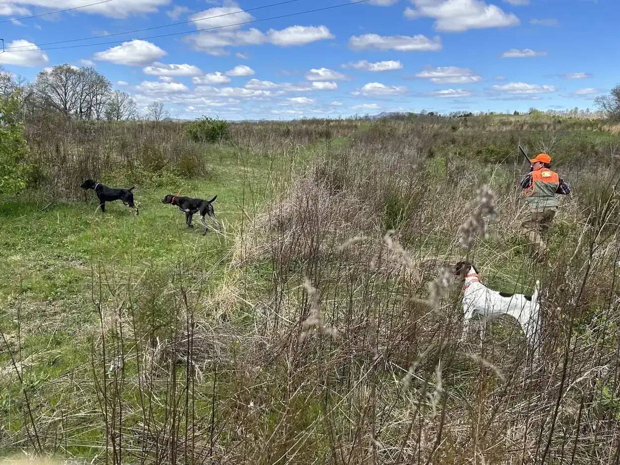Hunters walking the grass field