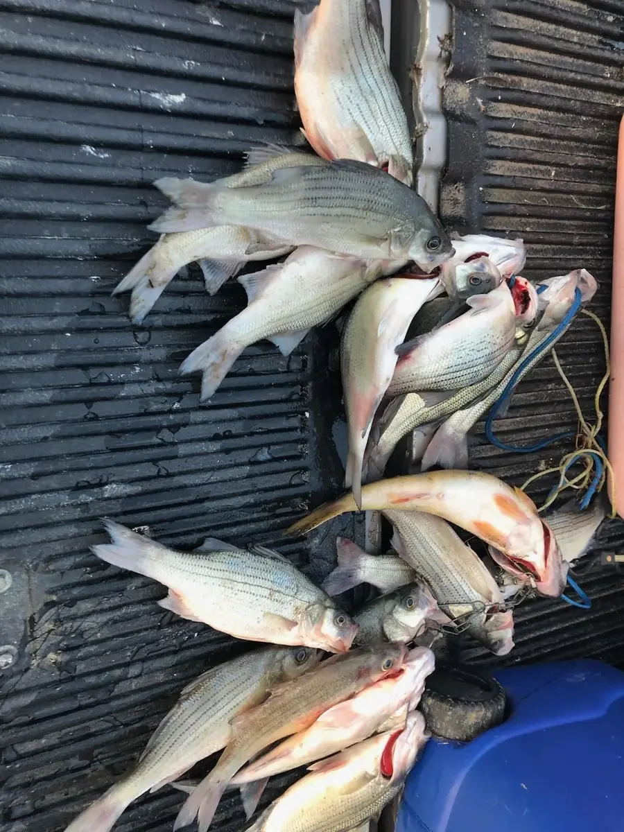 A cooler of white bass and crappie from an East Tennessee cast and blast trip