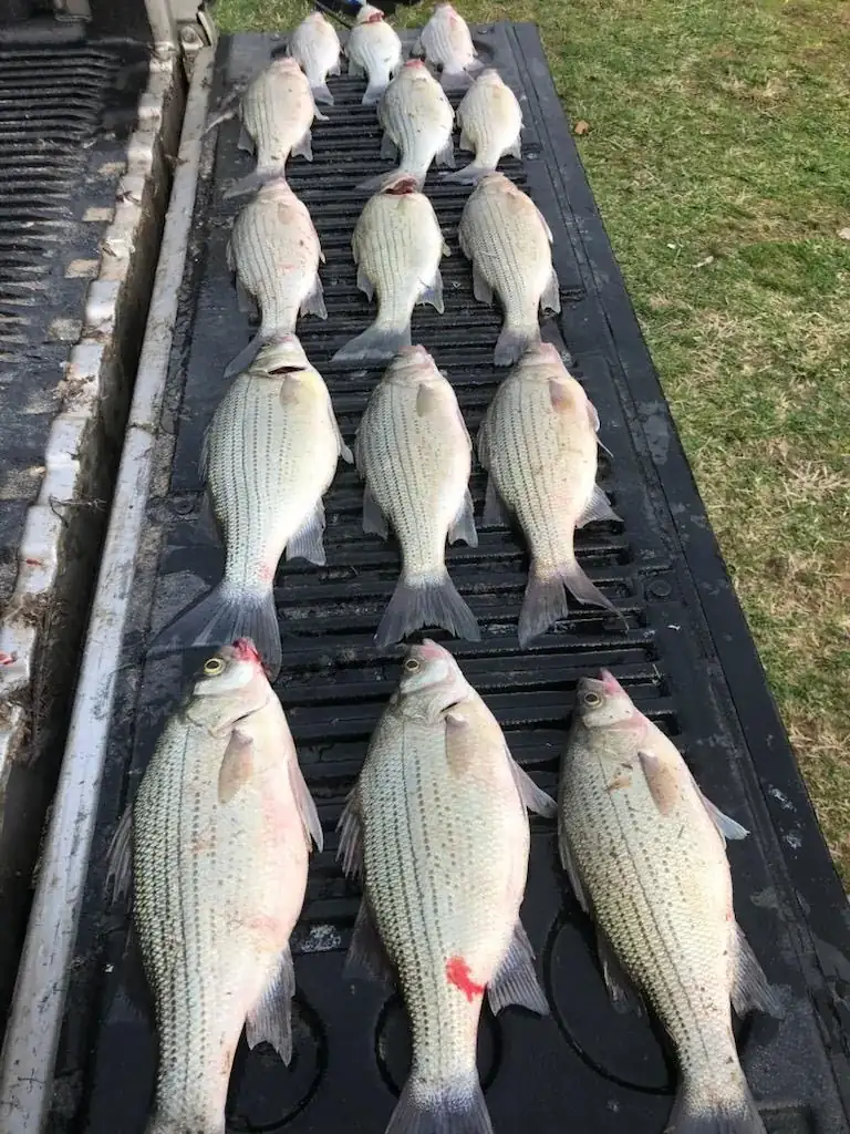A morning of stripers laid out on the tailgate