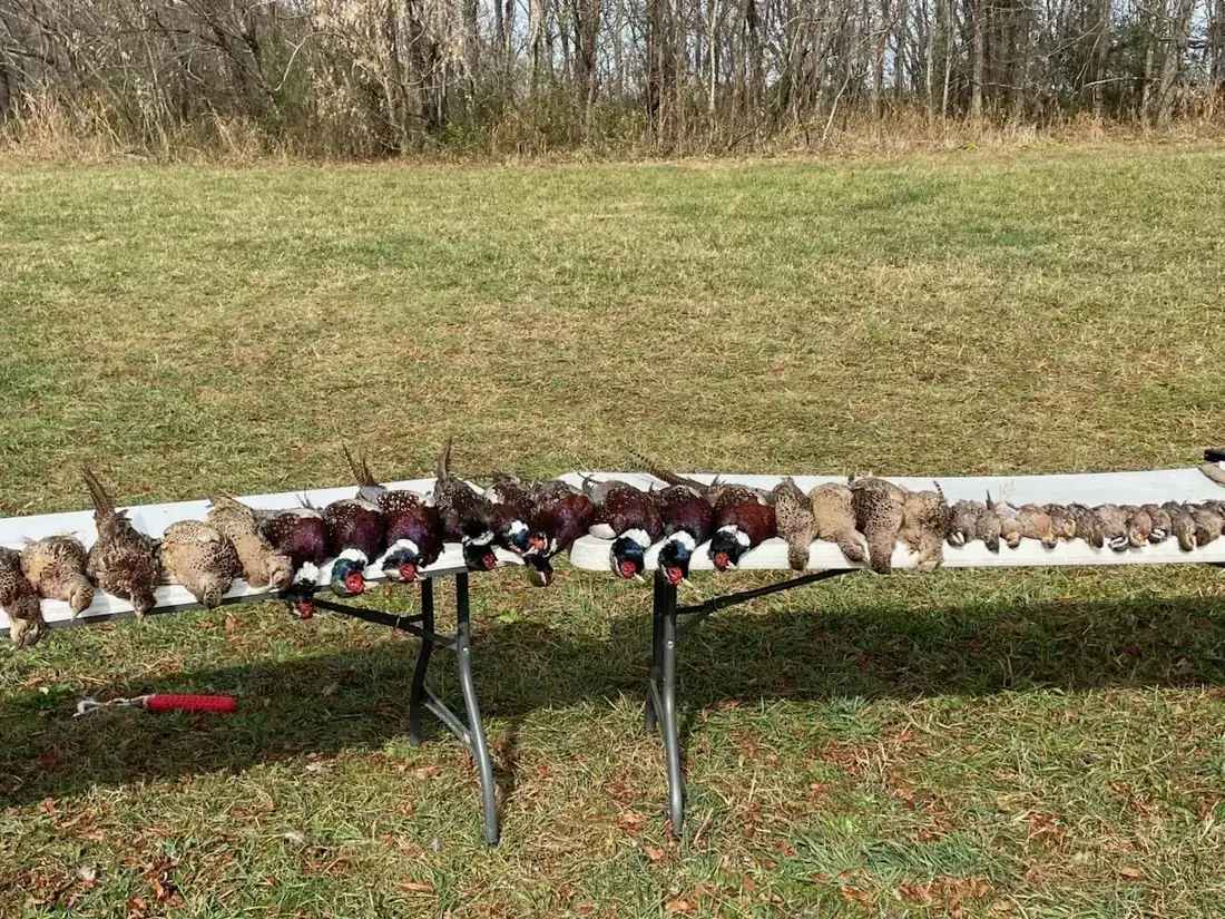 A morning's birds hung on the rack at R&D Adventures