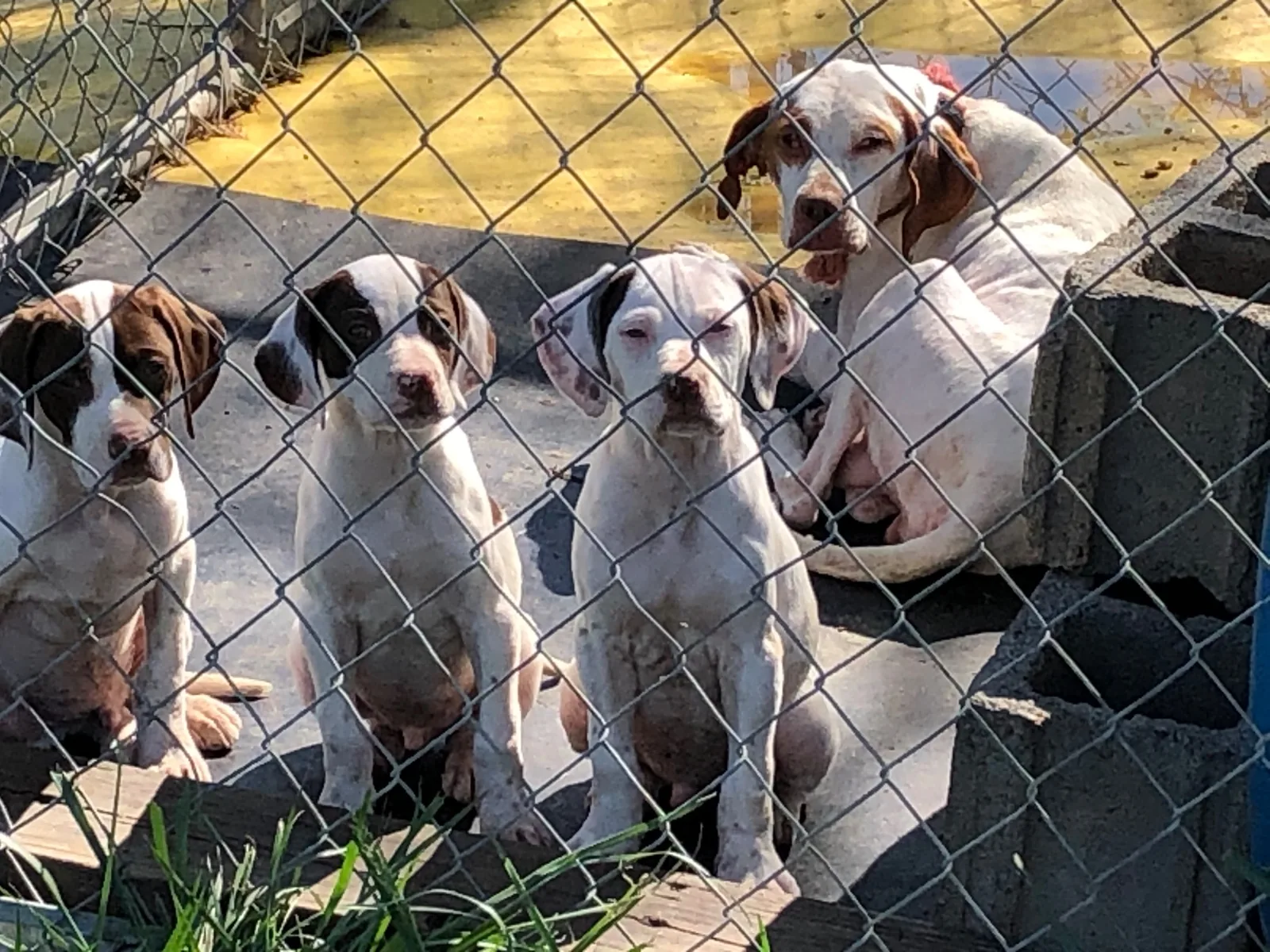 Pointer pups lined up along the fence in the run
