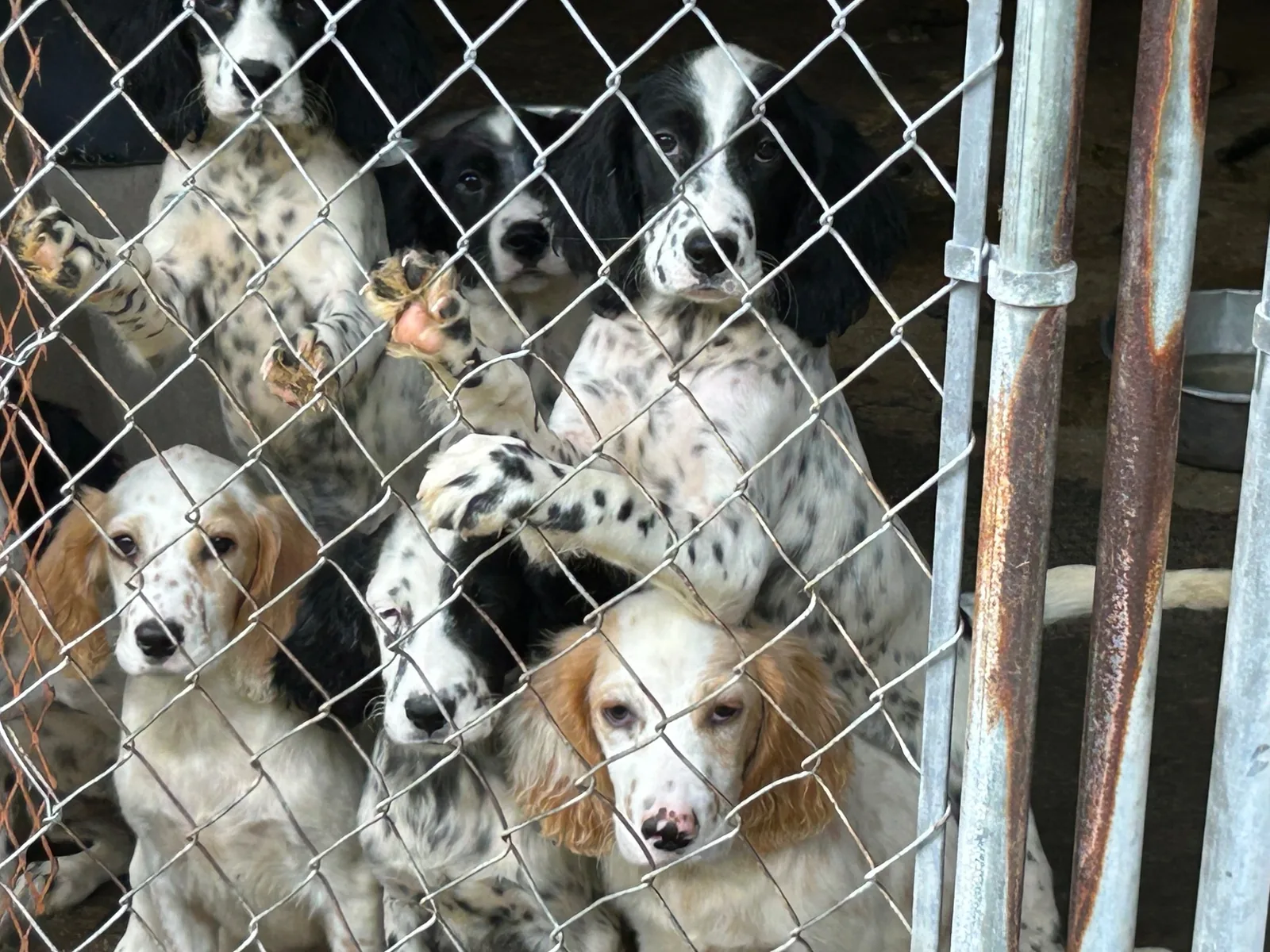 A litter of young setters crowding the kennel gate