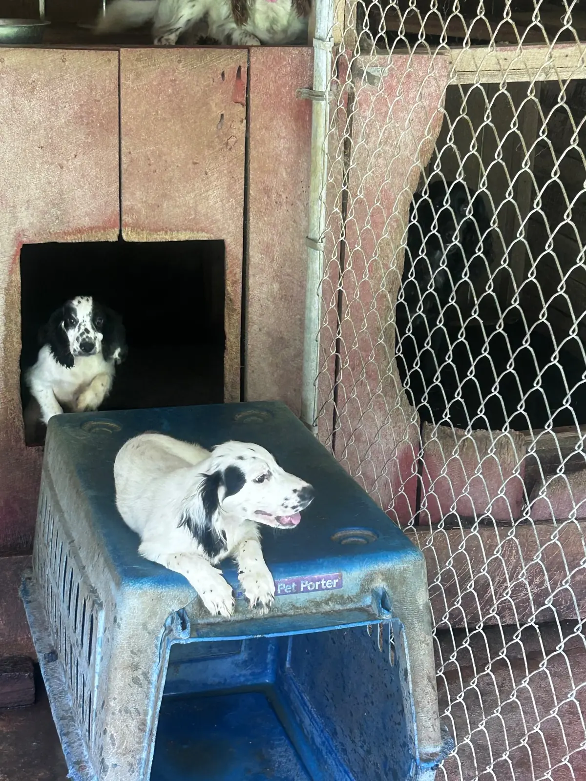 Setters lounging in the shade of the kennel run