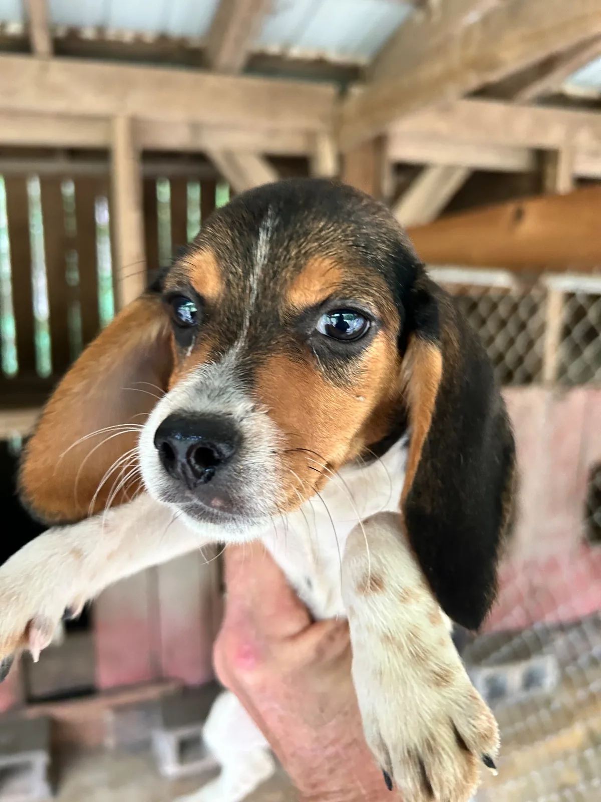 A beagle pup held up for the camera