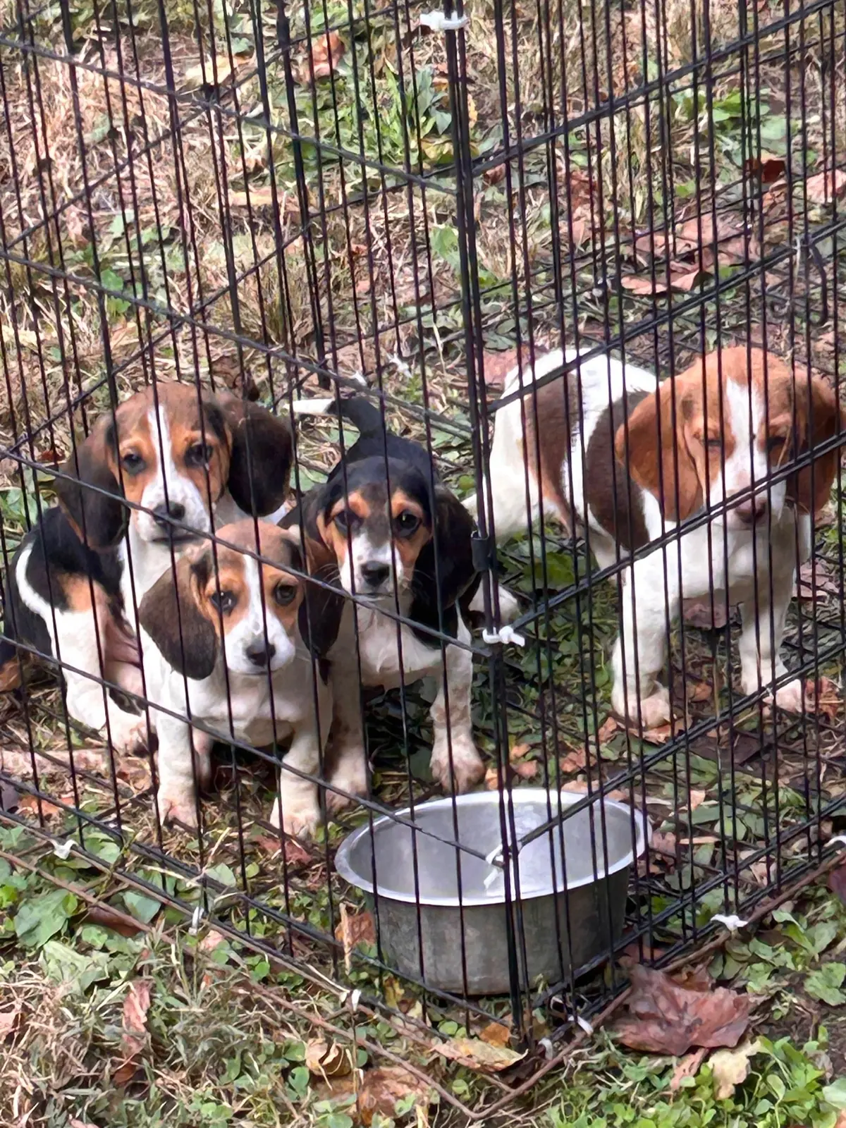 A litter of beagle pups out on the grass