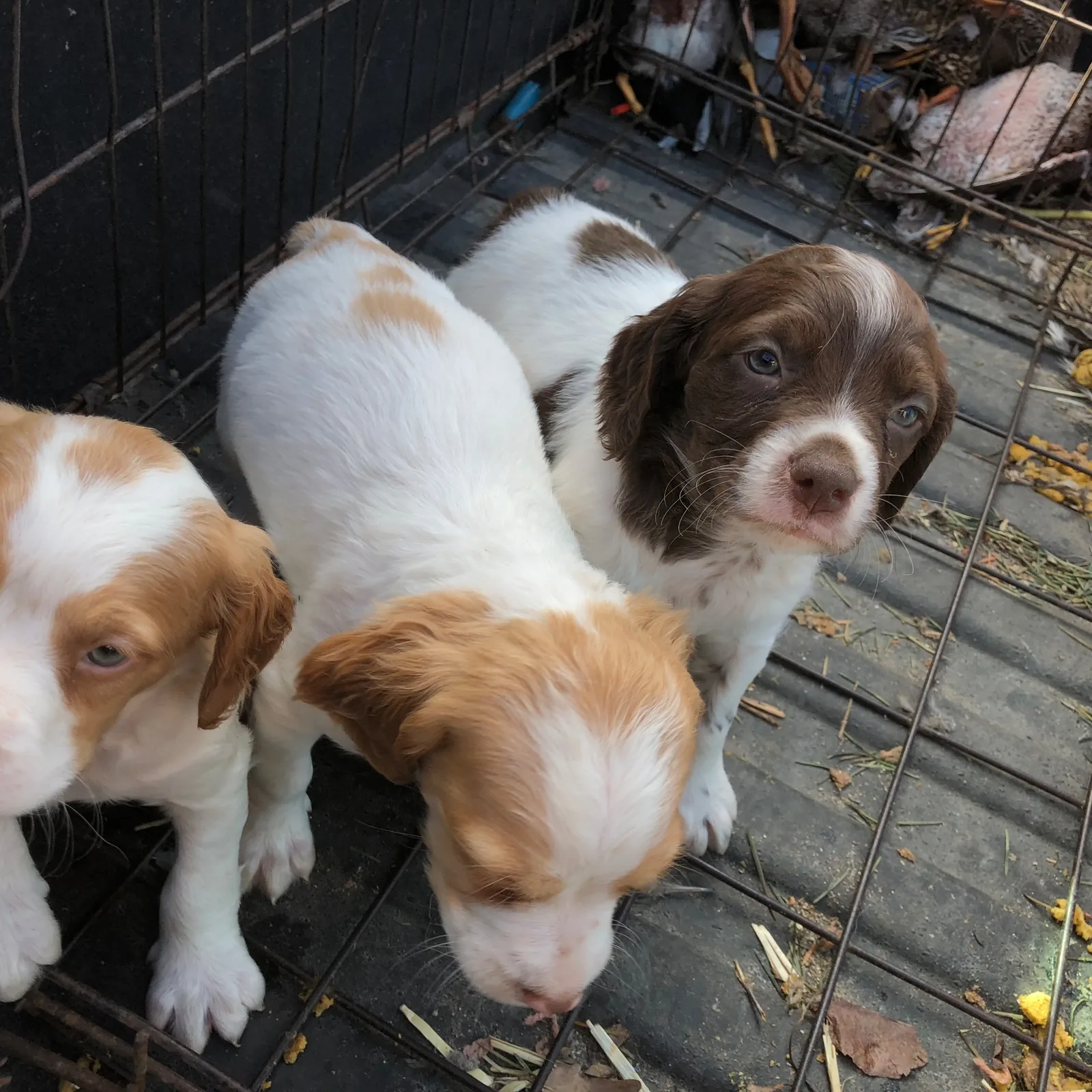 American Brittany pups in the run