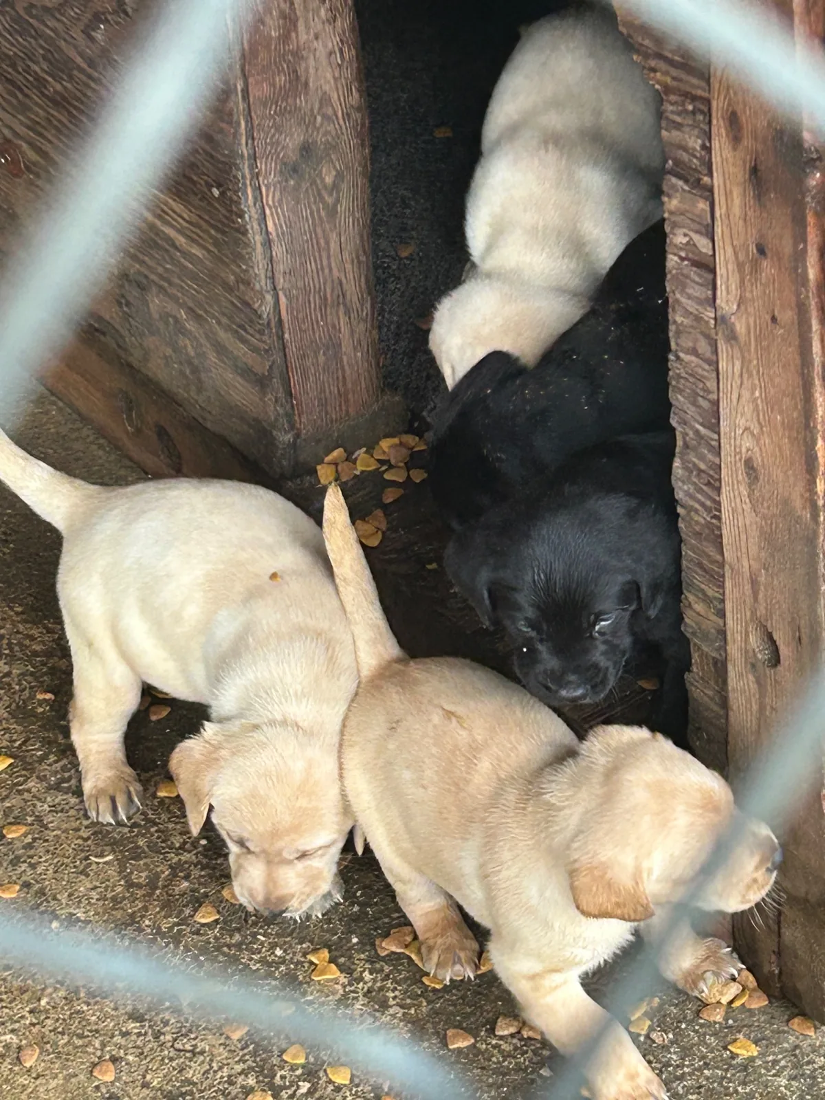 Lab pups working their way out of the doghouse