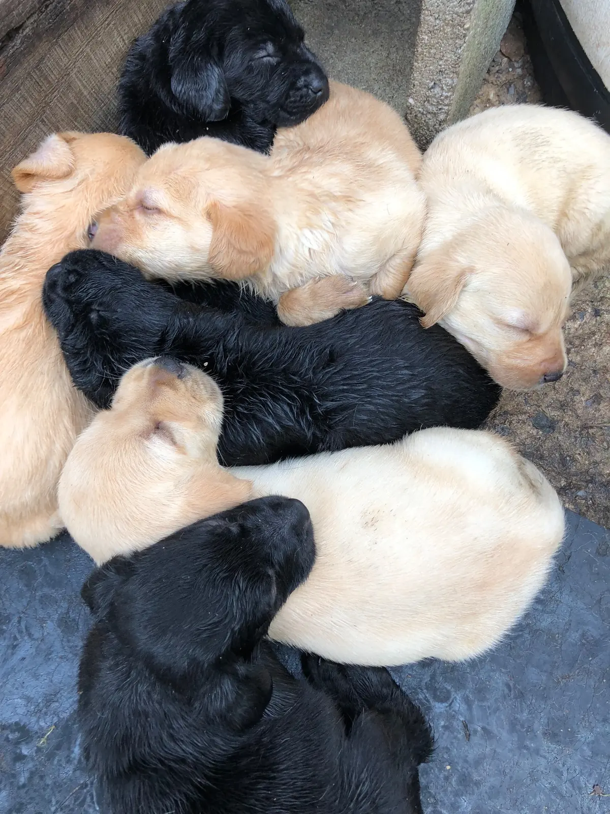 A litter of yellow and black Lab pups asleep in a pile