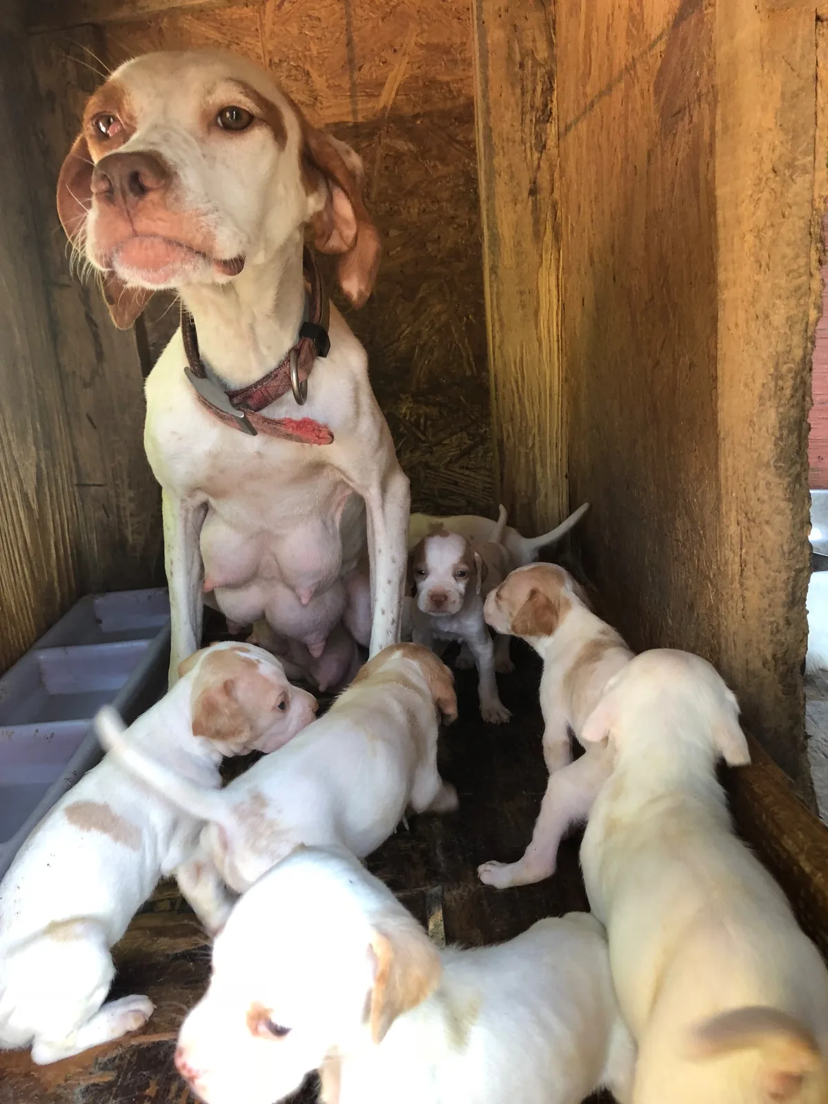A pointer dam keeping watch over her litter