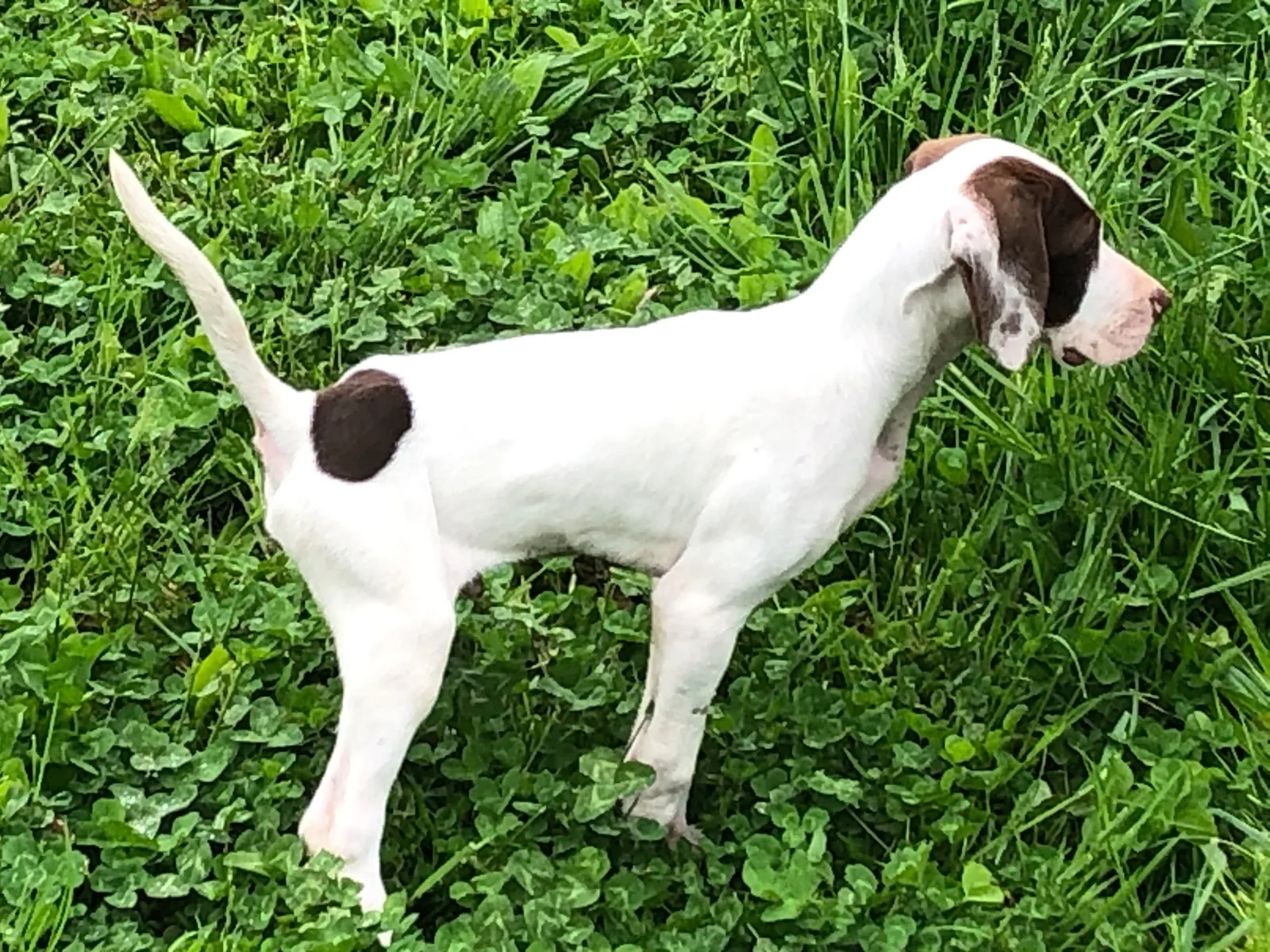 A young pointer prospect standing in the clover