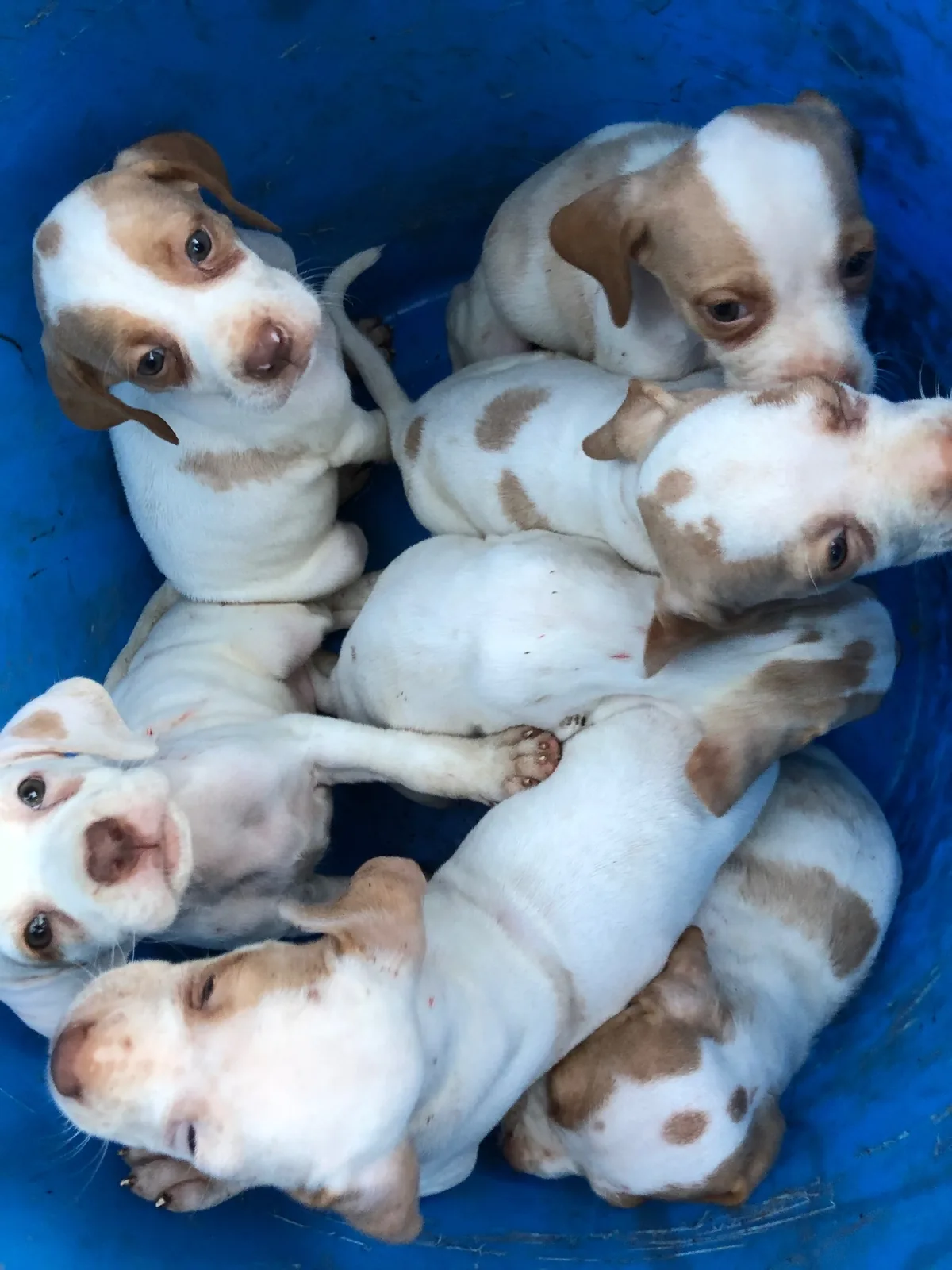 Pointer pups piled into a tub