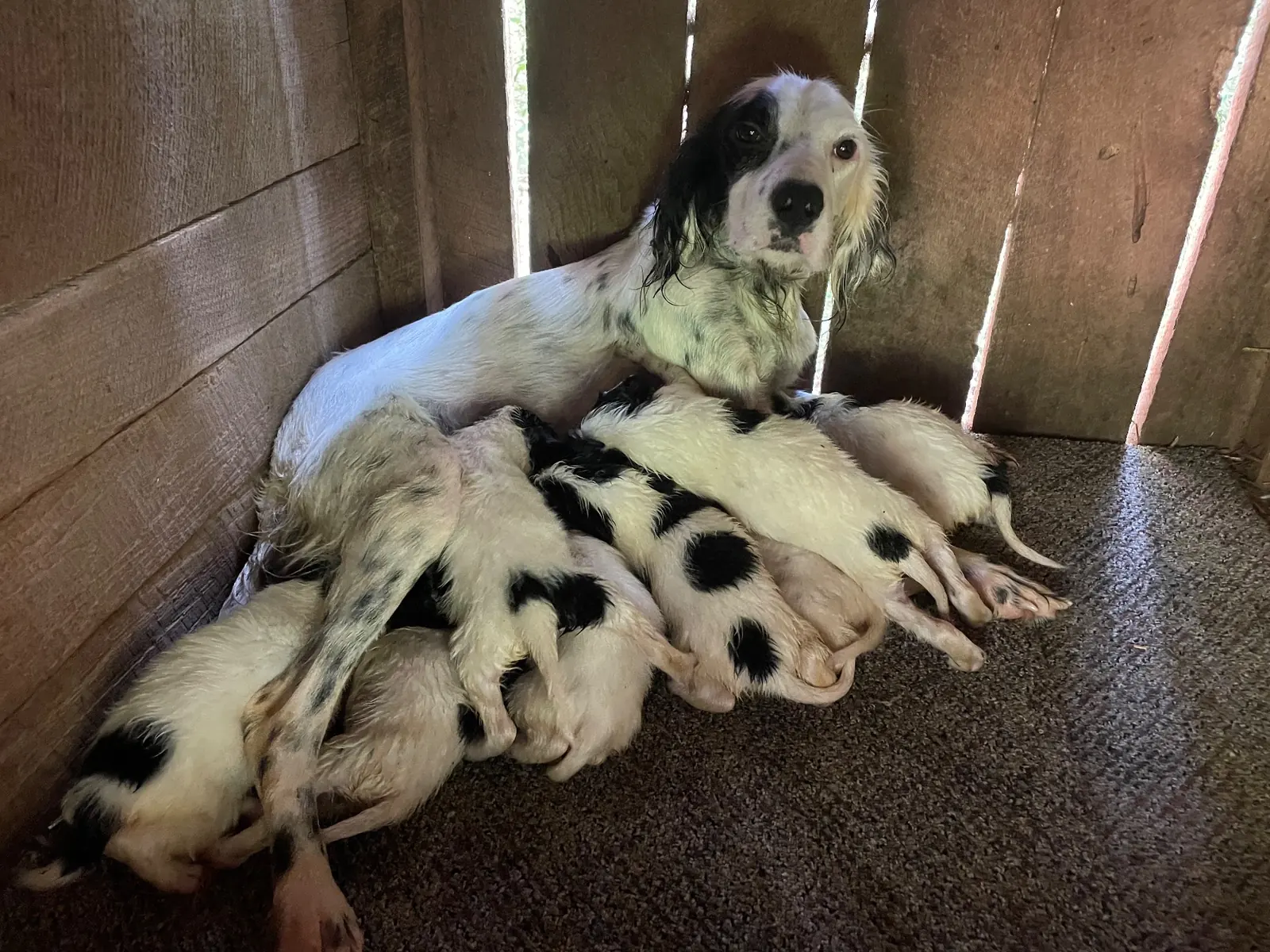 A setter dam nursing her litter in the whelping box
