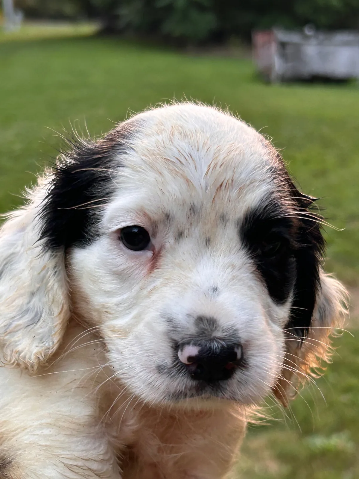 An English setter pup, a few weeks old, out on the grass
