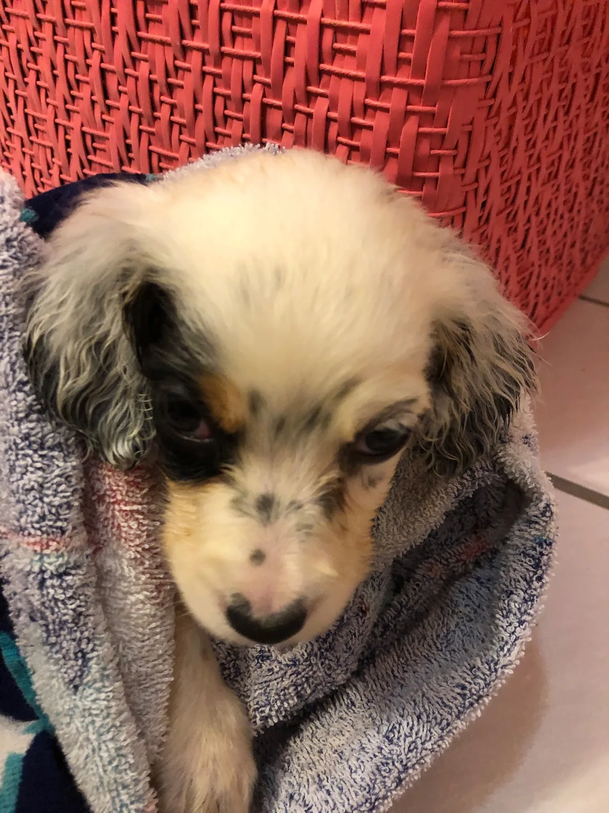 A setter pup wrapped up in a towel after a bath